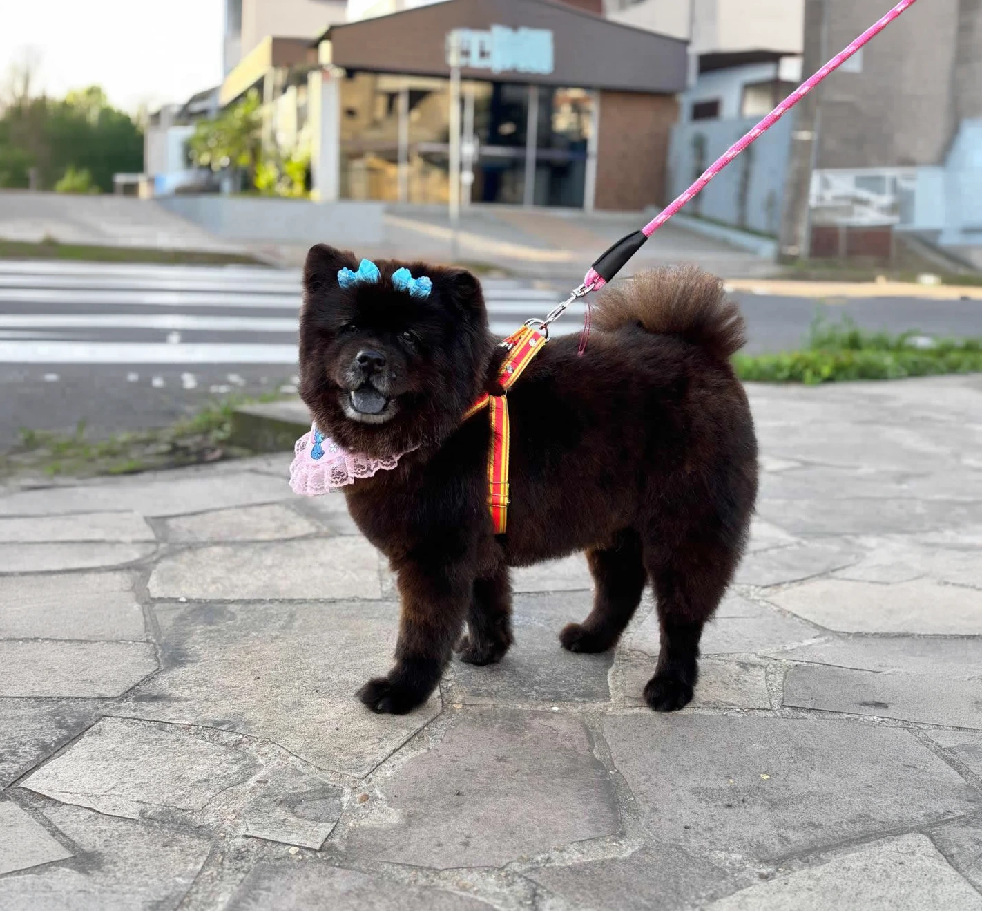 Banho e tosa de cachorro