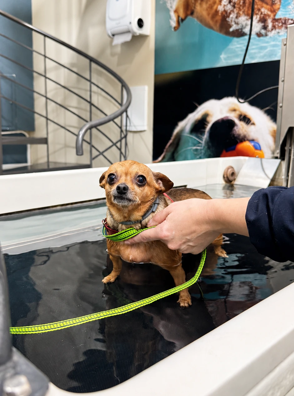 Fisioterapia e reabilitação animal